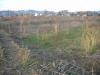 Terreno Edificabile in vendita a Spinetoli - 05, Foto 5