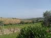 Terreno Agricolo in vendita a Colonnella in via degli orti - 03, Foto 3