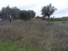 Terreno Edificabile in vendita a Castel di Lama in zona piattoni - 04, Foto 4