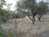Terreno Agricolo in vendita a Castorano in contrada san silvestro - 02, Foto 2