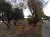 Terreno Agricolo in vendita a Castorano in contrada san silvestro - 03, Foto 3
