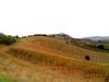 Terreno Agricolo in vendita a Monteprandone in contrada colle appeso - 04, Foto 4
