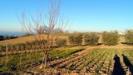 Terreno Agricolo in vendita a San Benedetto del Tronto in contrada santa lucia 134 - 03, Foto 3