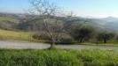 Terreno Agricolo in vendita a Monsampolo del Tronto in contrada collelungo - 05, Foto 5