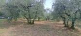 Terreno Agricolo in vendita a Castelfranco di Sotto - 06