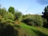 Terreno Agricolo in vendita a San Miniato - calenzano - 04