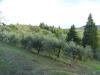 Terreno Agricolo in vendita a San Miniato - calenzano - 02