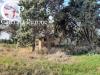 Rustico in vendita con giardino a Rosignano Marittimo - 09, Vada campagna vendesi casale con terreno