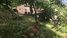 Rustico in vendita con giardino a San Godenzo - 10, Foto 10