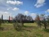 Terreno Agricolo in vendita a Cecina - 06, 20230330_103947.jpg