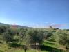 Terreno Agricolo in vendita a Bibbona - 10, 20240704_090156.jpg