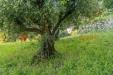 Terreno Edificabile in vendita a Casale Marittimo - 06, 29.jpg