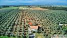 Terreno Agricolo in vendita a Piombino - riotorto - 02