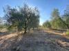 Terreno Agricolo in vendita a Piombino - riotorto - 03