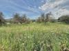 Terreno Agricolo in vendita a Piombino - riotorto - 02