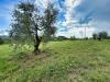 Terreno Agricolo in vendita a Piombino - riotorto - 02