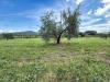 Terreno Agricolo in vendita a Piombino - riotorto - 05