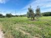 Terreno Agricolo in vendita a Piombino - riotorto - 06