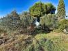 Terreno Agricolo in vendita a Piombino - riotorto - 05