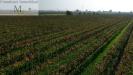 Terreno Agricolo in vendita a San Bonifacio - 06, Foto 6