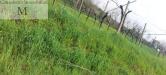 Terreno Agricolo in vendita a Colognola ai Colli - 06, Foto 6