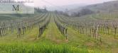 Terreno Agricolo in vendita a Colognola ai Colli - 04, Foto 4