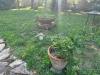Villa in vendita con giardino a San Giuliano Terme - pontasserchio - 04
