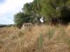 Rustico in vendita da ristrutturare a Bibbona - 02