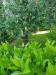 Villa in vendita con giardino a Cascina - latignano - 04