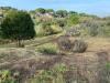 Terreno Agricolo in vendita a Livorno - limoncino - 05