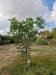Villa in affitto arredato a Mesagne - 04, 4.jpg