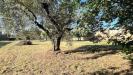 Terreno Agricolo in vendita a Civita Castellana - 03, image3.jpeg