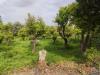 Terreno Agricolo in vendita a Terme Vigliatore - 03, 1000017638.jpg