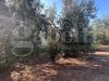 Terreno Agricolo in vendita a Canosa di Puglia - 05, WhatsApp Image 2025-06-24 at 20.26.22 (9).jpeg