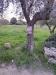 Terreno Agricolo in vendita a San Marzano di San Giuseppe - 02, WhatsApp Image 2025-03-18 at 10.49.15 (2).jpeg