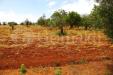 Terreno Agricolo in vendita a Sannicola - 03, Image15.JPG