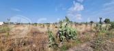 Terreno Agricolo in vendita a Alezio - 02, WhatsApp Image 2025-06-19 at 16.25.33.jpeg