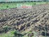 Terreno Agricolo in vendita a Piombino - 05