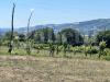 Terreno Agricolo in vendita a Gubbio - 04, IMG_1978.jpeg