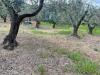 Terreno Edificabile in vendita a Monterotondo - 10