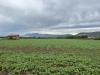 Terreno Agricolo in vendita a Capua - 04, IMG_8966.JPG