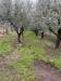 Terreno Agricolo in vendita a Capua - 05, IMG_8953.JPG