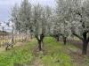 Terreno Agricolo in vendita a Capua - 02, IMG_8954.JPG