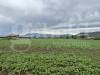 Terreno Agricolo in vendita a Capua - 04, IMG_8966.JPG