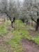 Terreno Agricolo in vendita a Capua - 05, IMG_8953.JPG