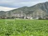 Terreno Agricolo in vendita a Capua - 09, IMG_8970.JPG