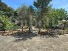 Villa in vendita con giardino a Bari - 10, 06.jpeg