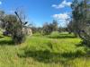 Terreno Agricolo in vendita a Tuglie - 02, WhatsApp Image 2022-07-09 at 11.18.03(1).jpeg