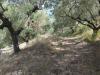 Terreno Agricolo in vendita a Castel San Giorgio - 08, 4a9c6108-9968-48f7-9b93-ab25679be827.jpg