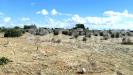 Terreno Agricolo in vendita a Gallipoli - 02, IMG-20251007-WA0002_risultato.jpg